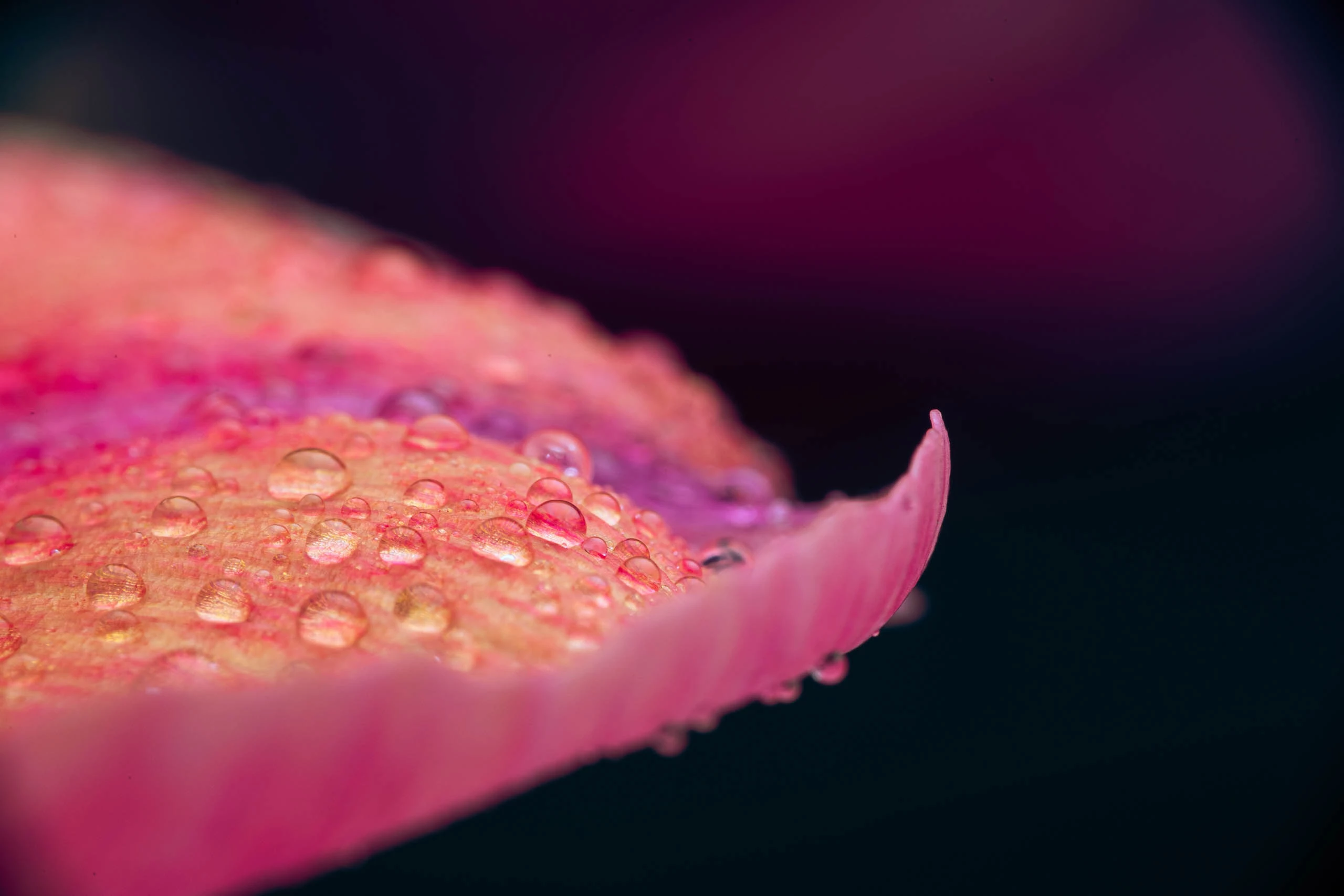 Flower petal with water drops on it