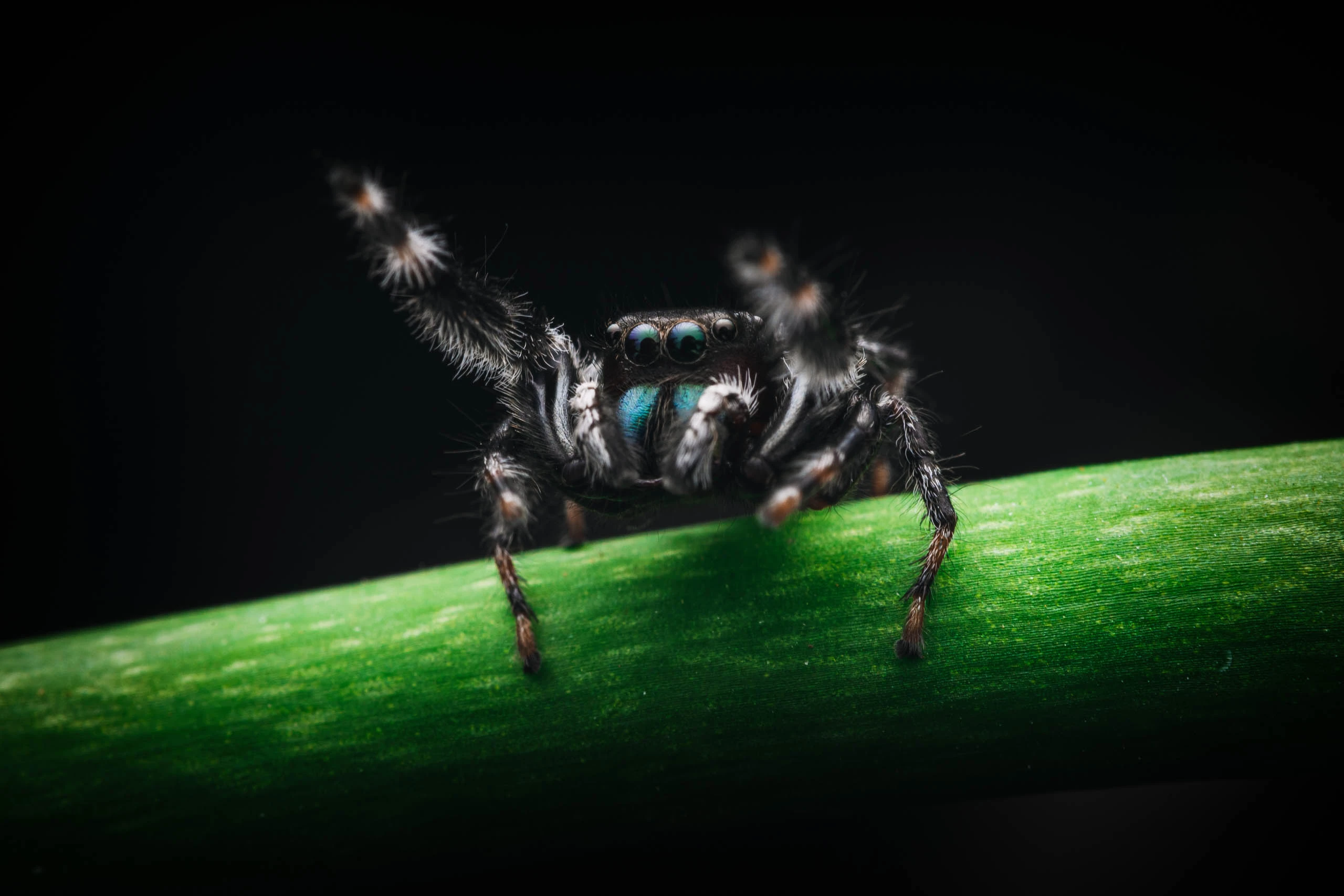 Jumping spider on a plant against a black background