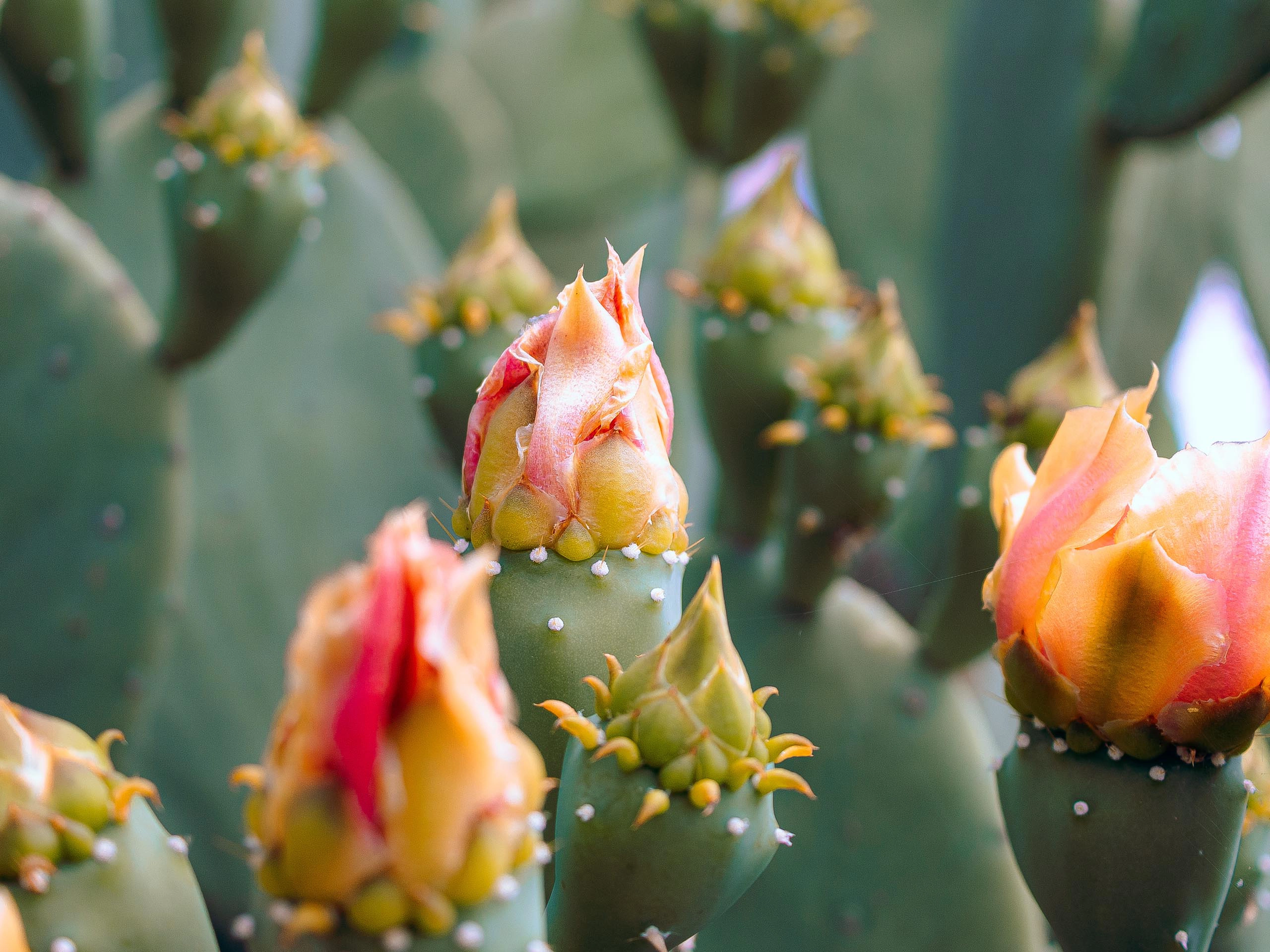 Paddle cactus with blooming flowers