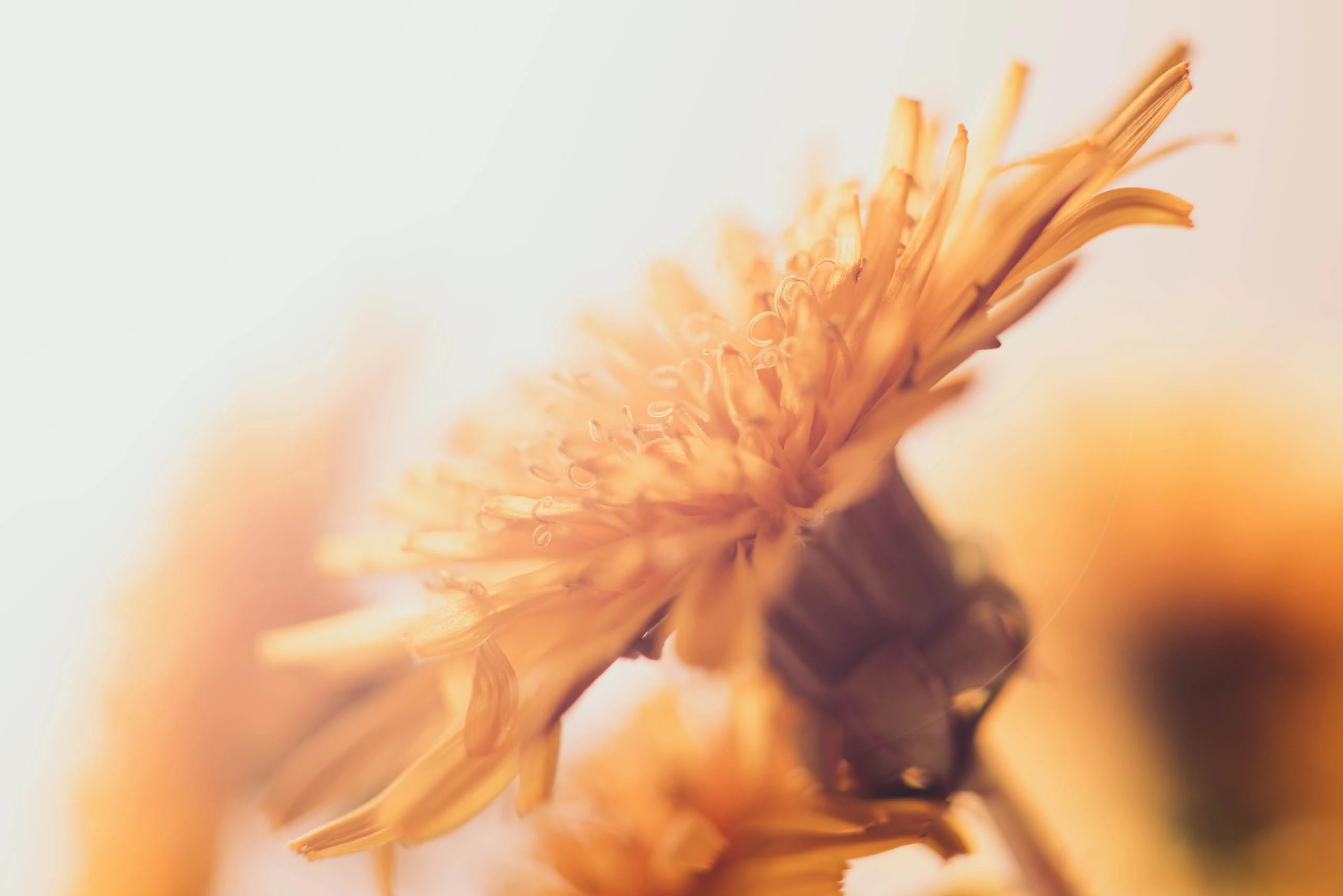 Dandelions against a bright background