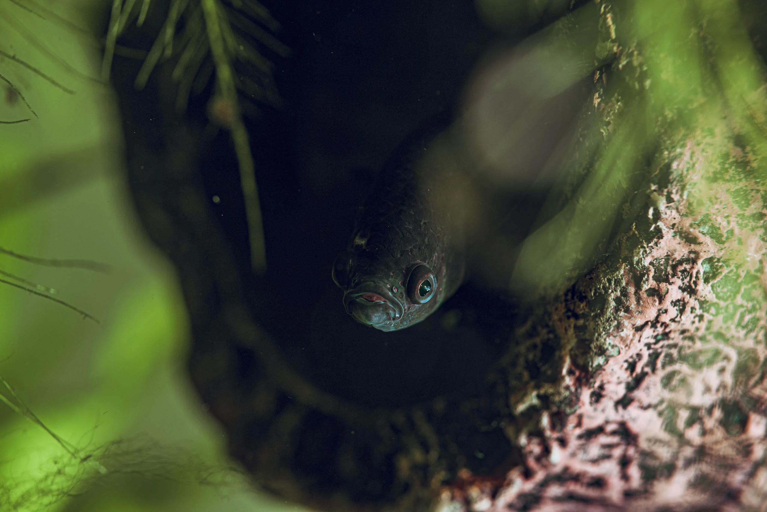 Betta fish in a floating log